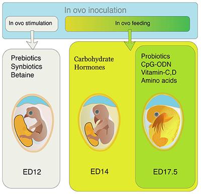 In ovo Feeding as a Tool for Improving Performance and Gut Health of Poultry: A Review